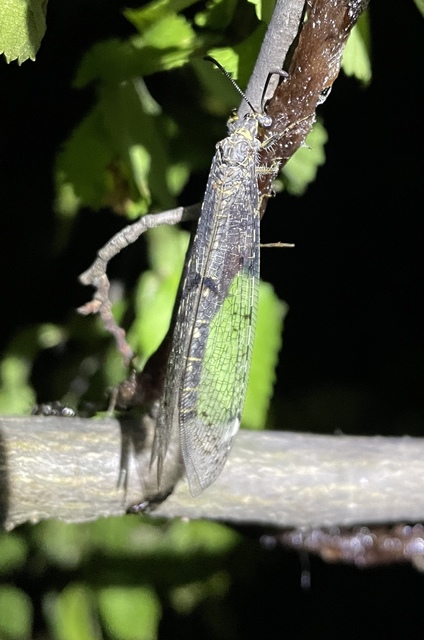 Distoleon tetragrammicus - négyfoltos hangyaleső