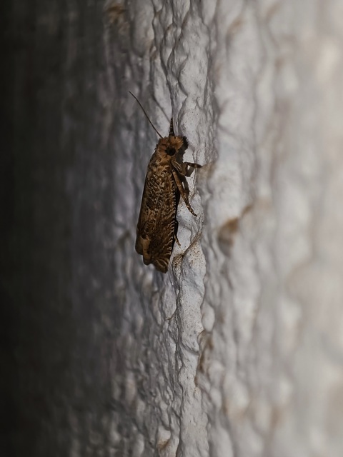 Eucosma