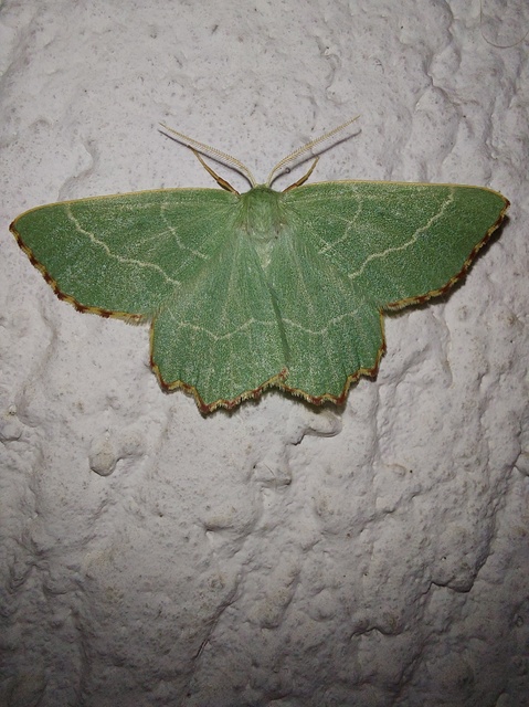 Thalera fimbrialis - csipkésszélű zöldaraszoló