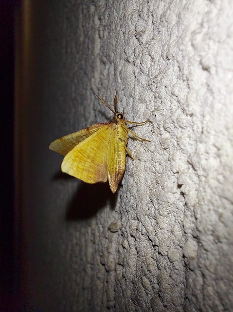 Plagodis dolabraria - baltaszárnyú araszoló