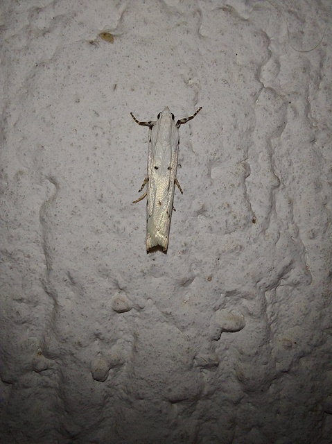 Myelois circumvoluta - pettyes karcsúmoly