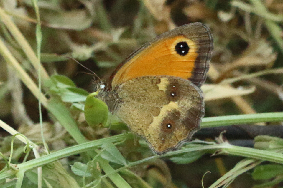 Pyronia tithonus - kis ökörszemlepke