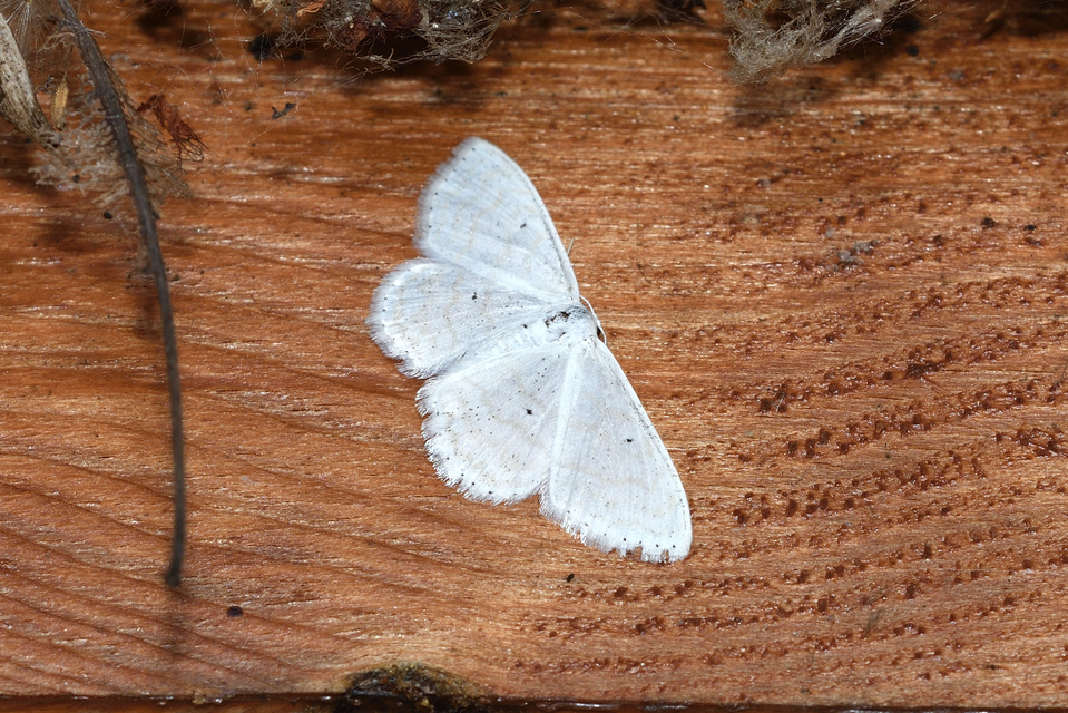 Scopula caricaria - mocsári fehéraraszoló