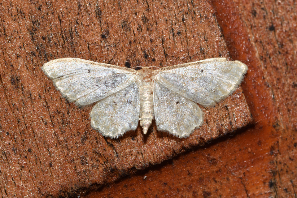 Idaea fuscovenosa - szürkeszélű apróaraszoló