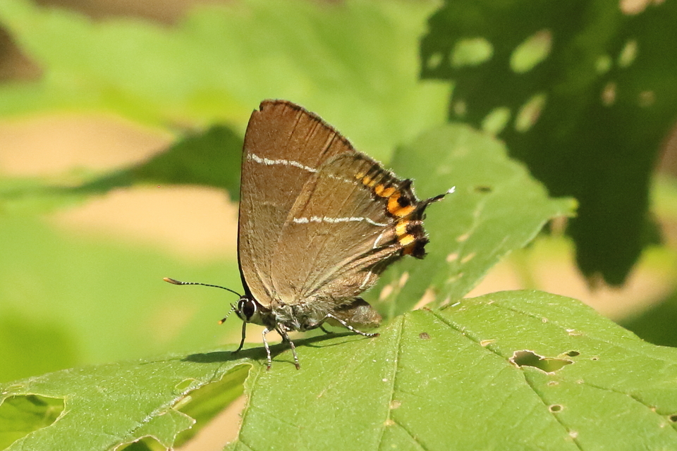 Satyrium w-album - szilfa-csücsköslepke