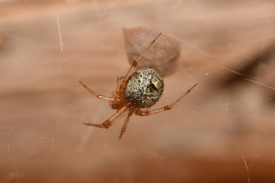 Parasteatoda