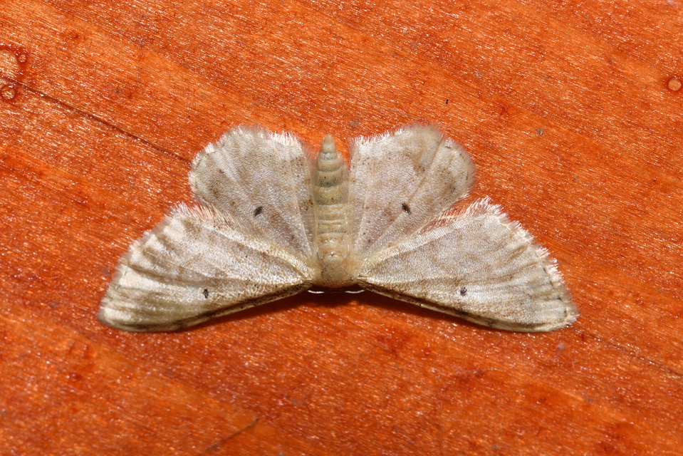 Idaea fuscovenosa - szürkeszélű apróaraszoló