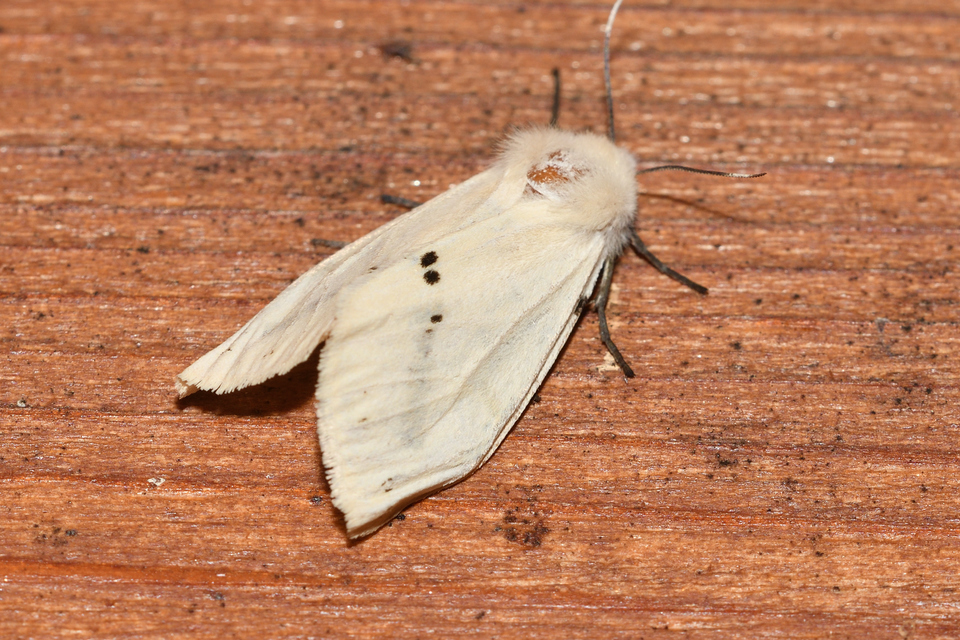 Spilarctia lutea - sárgás medvelepke