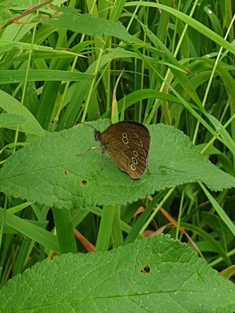 Aphantopus hyperanthus - közönséges ökörszemlepke