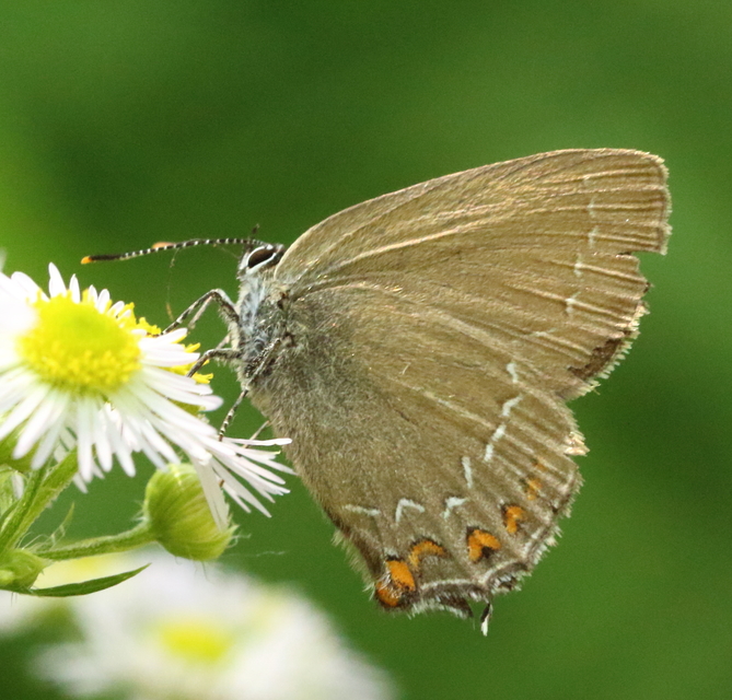 Satyrium ilicis - tölgyfa-csücsköslepke