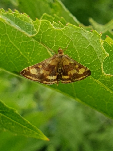 Pyrausta purpuralis - közönséges bíbormoly