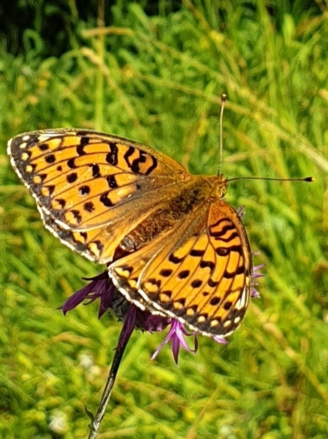 Argynnis aglaja - kerekfoltú gyöngyházlepke