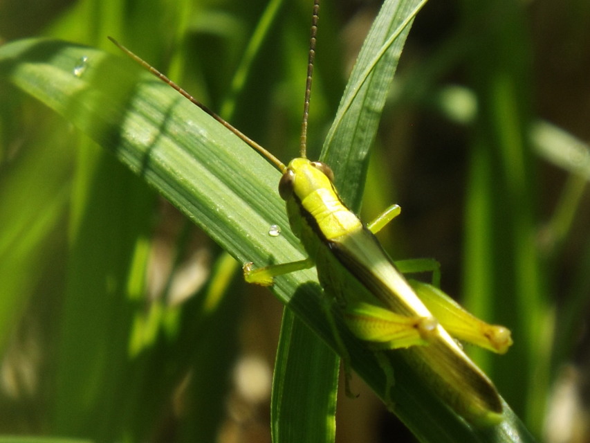 Mecostethus parapleurus - hagymazöld sáska