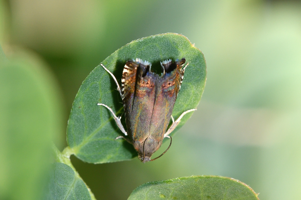 Grapholita nebritana - dudafürtmoly