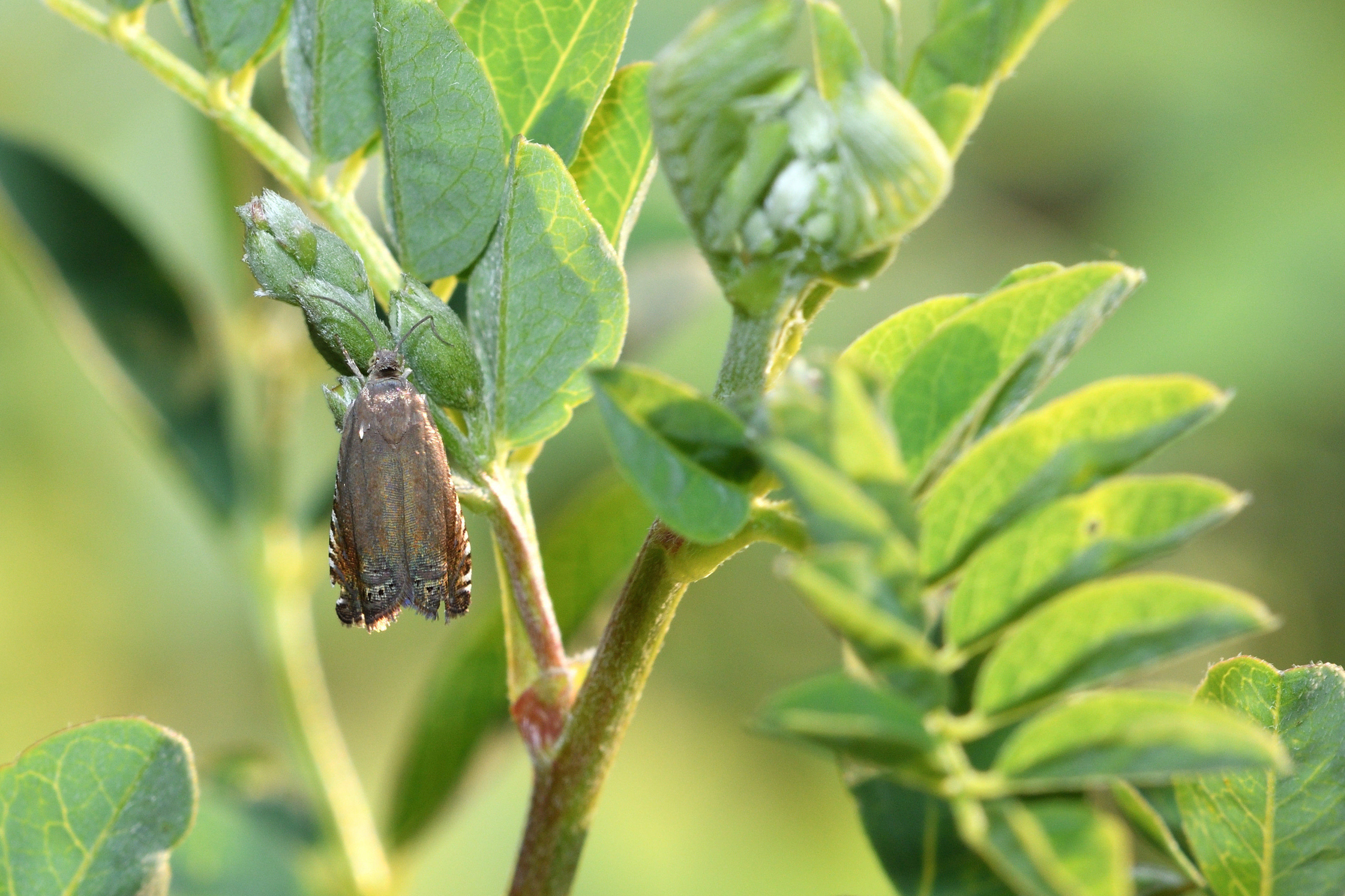 Grapholita nebritana - dudafürtmoly