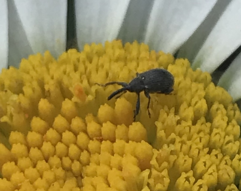 Anthonomus rubi - szamóca-bimbólikasztó Anthonomus rubi - szamóca-bimbólikasztó