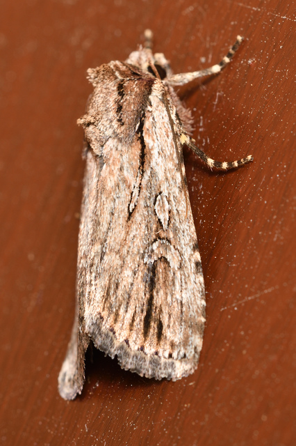 Dichagyris signifera - pompás földibagoly