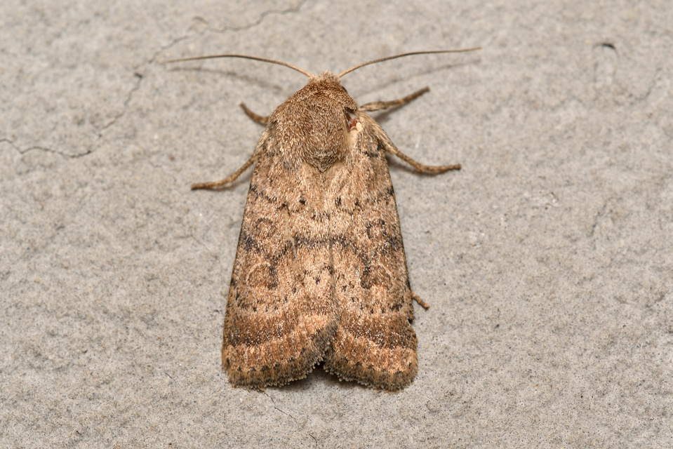 Hoplodrina octogenaria - barna selymesbagoly