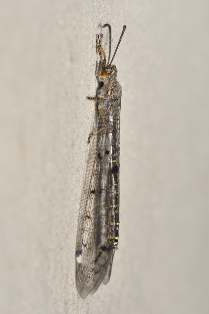 Distoleon tetragrammicus - négyfoltos hangyaleső