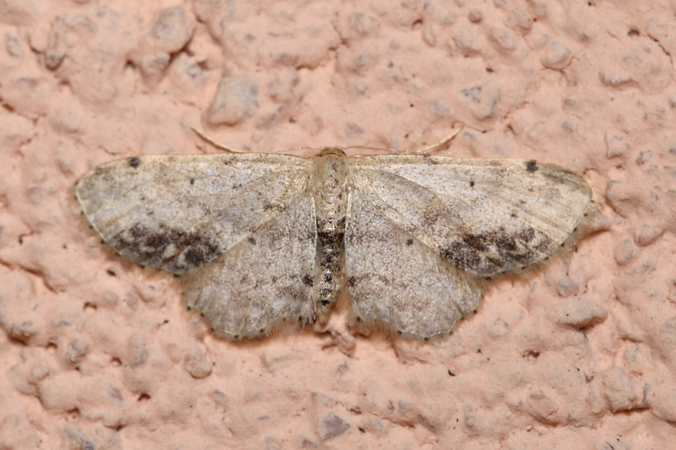 Idaea dimidiata - gyakori apróaraszoló