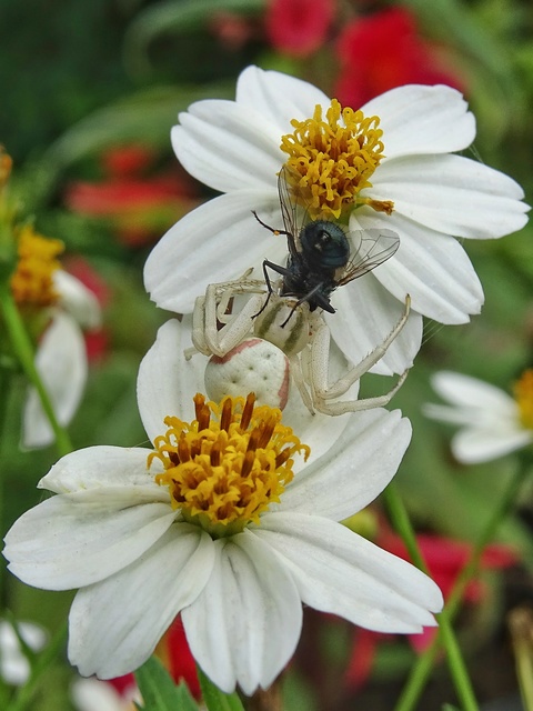 Misumena vatia - viráglakó karolópók