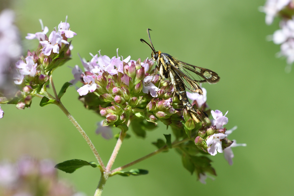 Sesiidae - szitkárfélék