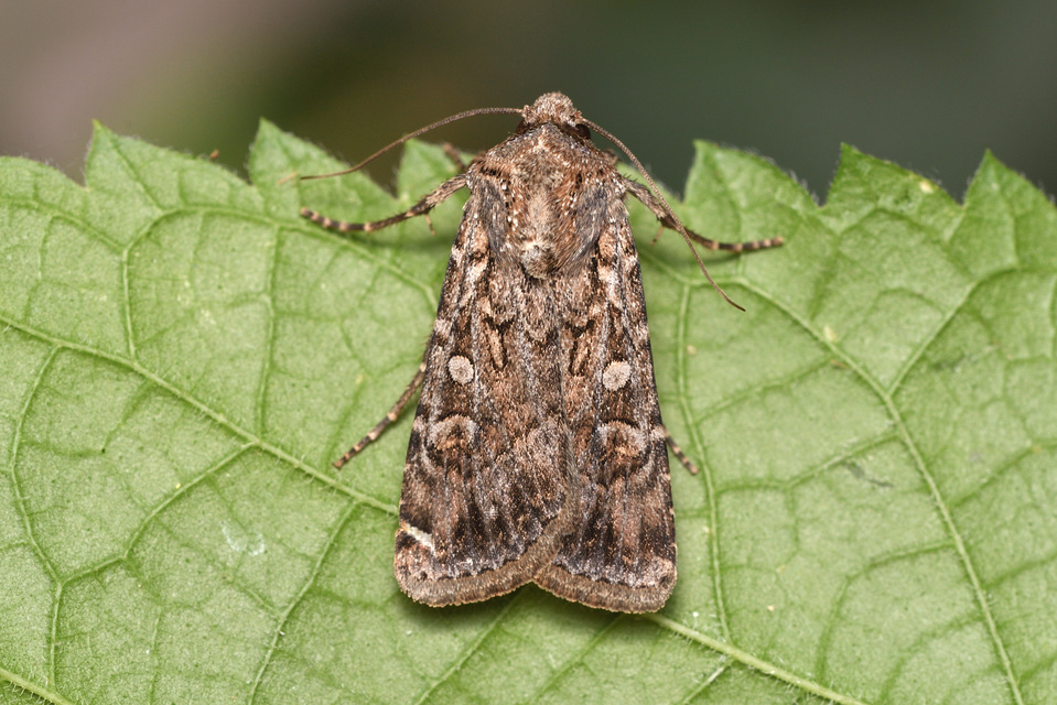 Euxoa tritici/nigrofusca/eruta