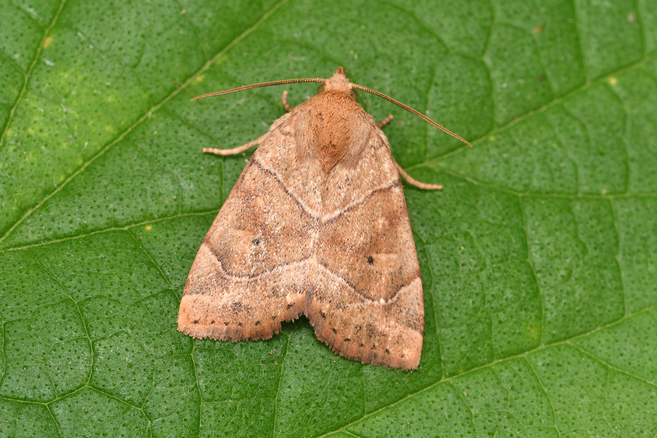 Cosmia trapezina - közönséges lombbagoly