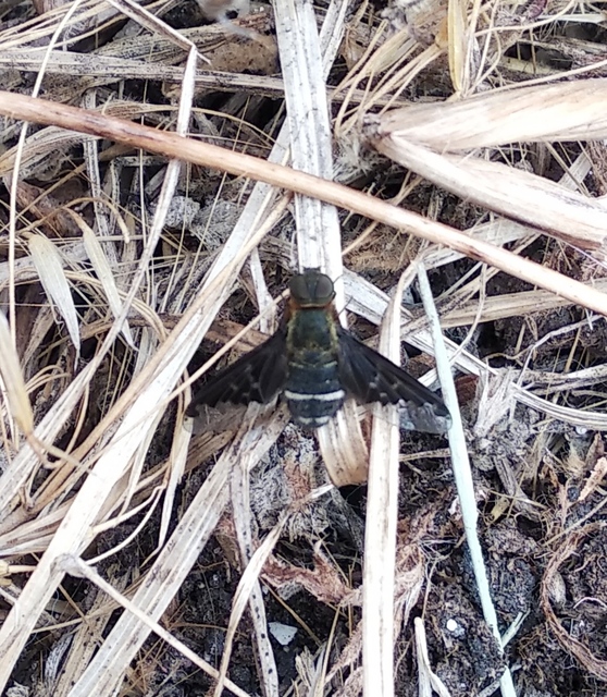 Hemipenthes velutina - bársonyos gyászlégy