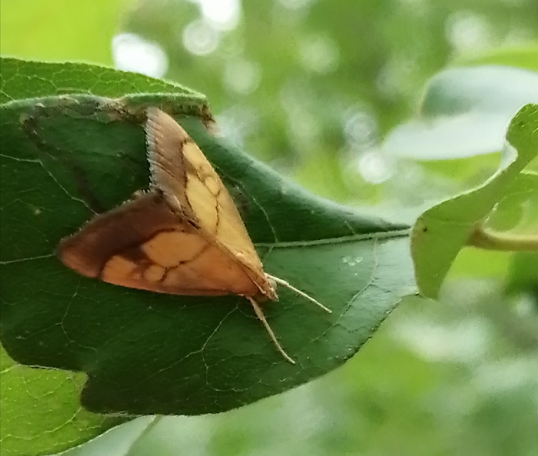 Evergestis limbata - közönséges dudvamoly