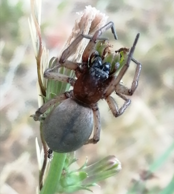 Drassodes/Drassodex