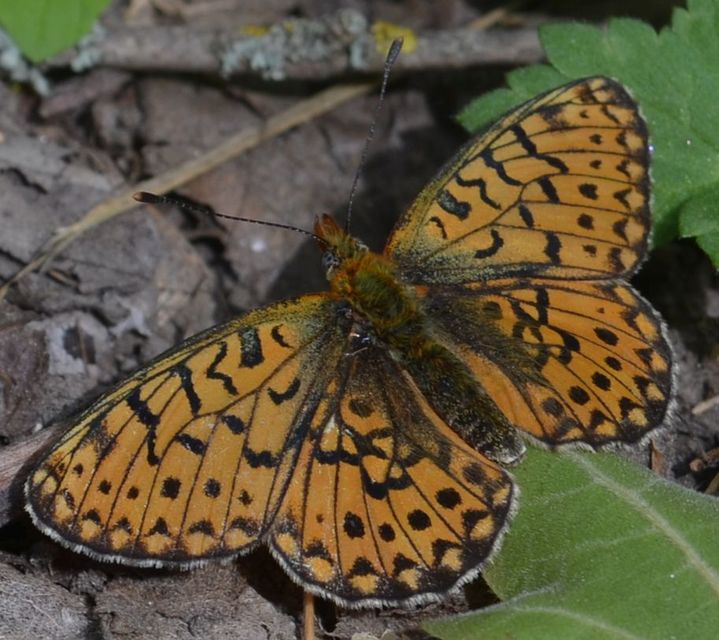 Boloria euphrosyne - árvácska-gyöngyházlepke