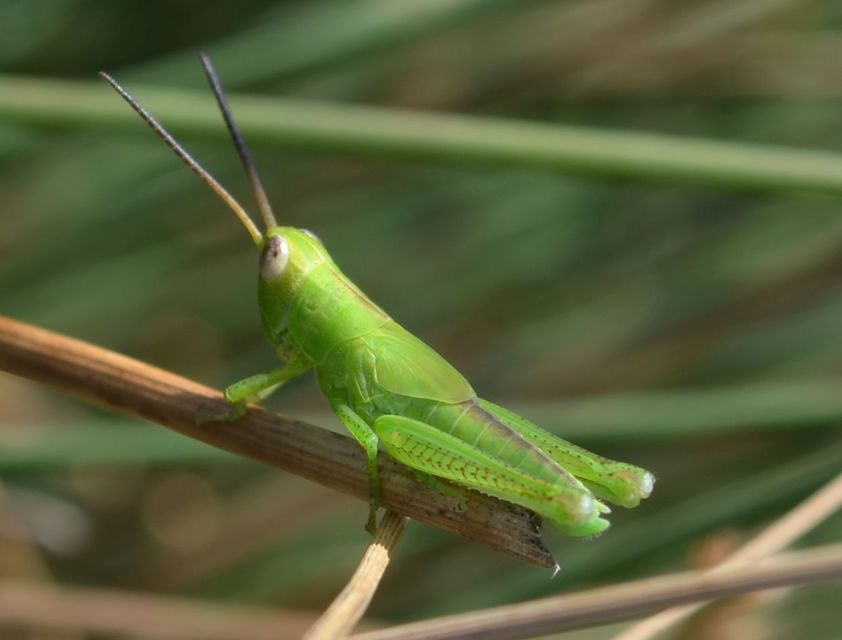 Mecostethus parapleurus - hagymazöld sáska