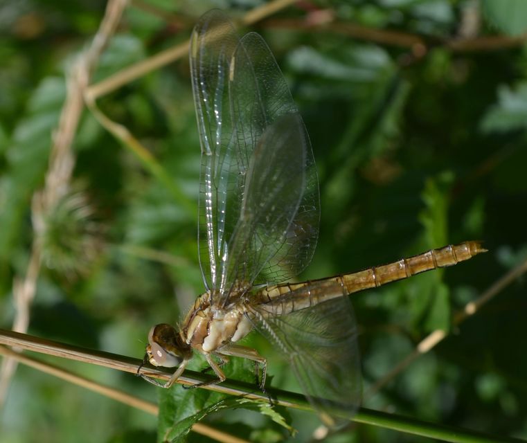 Orthetrum brunneum - pataki pásztorszitakötő