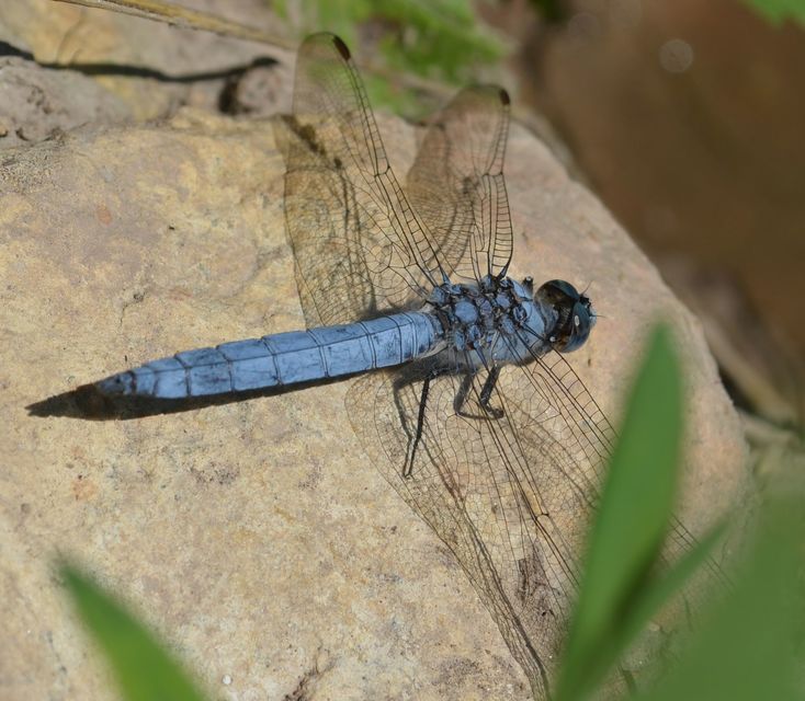 Orthetrum brunneum - pataki pásztorszitakötő