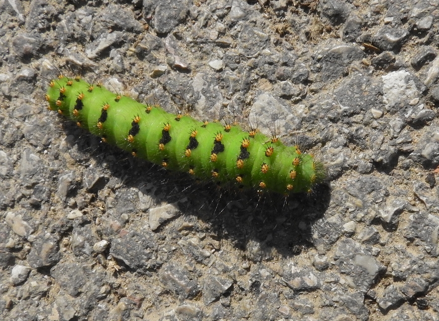 Saturnia pavoniella/pavonia
