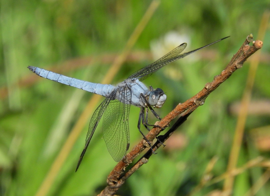 Orthetrum brunneum - pataki pásztorszitakötő