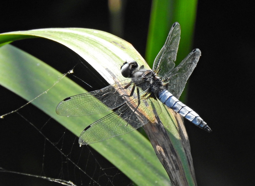 Libellula fulva - kisfoltos laposacsa