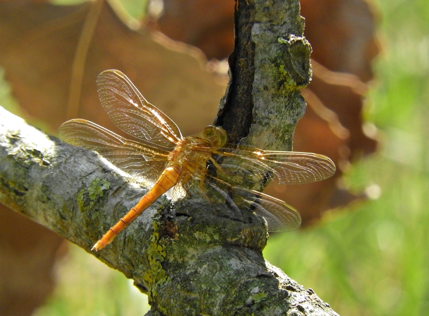 Orthetrum coerulescens - karcsú pásztorszitakötő