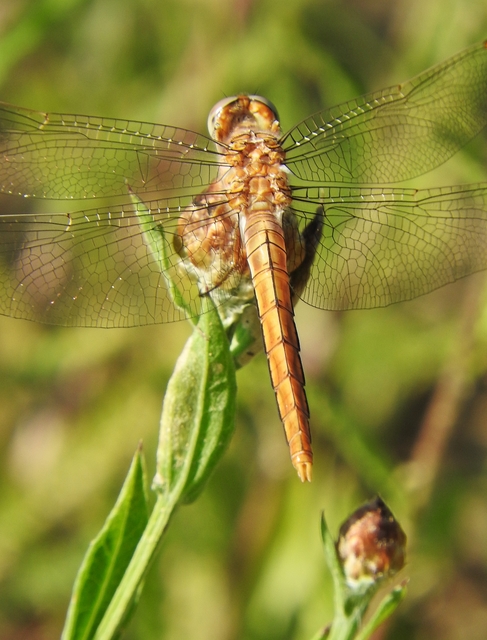 Orthetrum brunneum - pataki pásztorszitakötő