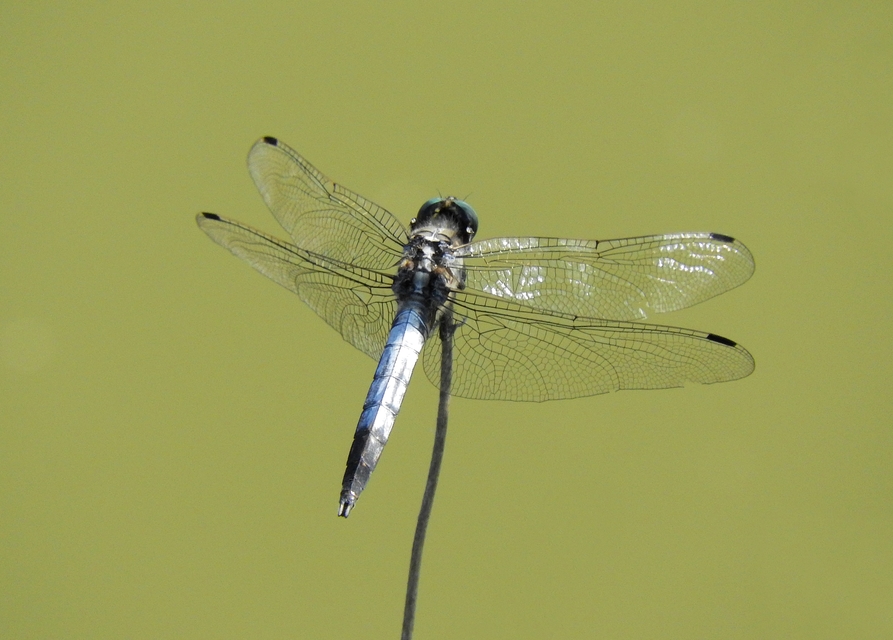 Orthetrum albistylum - fehérfarkú pásztorszitakötő