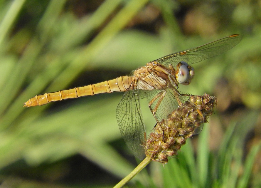 Orthetrum brunneum - pataki pásztorszitakötő
