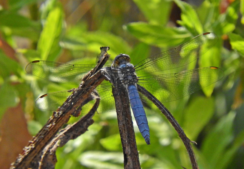 Orthetrum brunneum - pataki pásztorszitakötő
