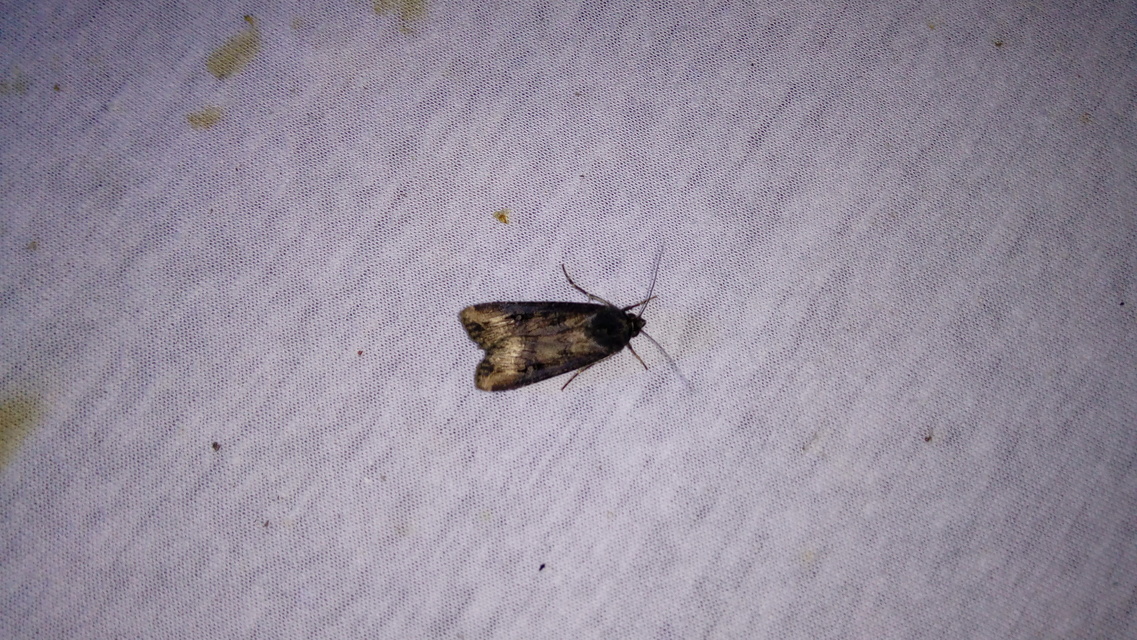 Agrotis ipsilon - nagy földibagoly