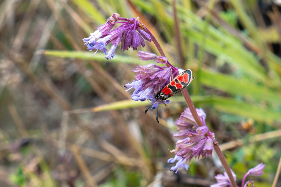 Zygaena carniolica - fehérgyűrűs csüngőlepke