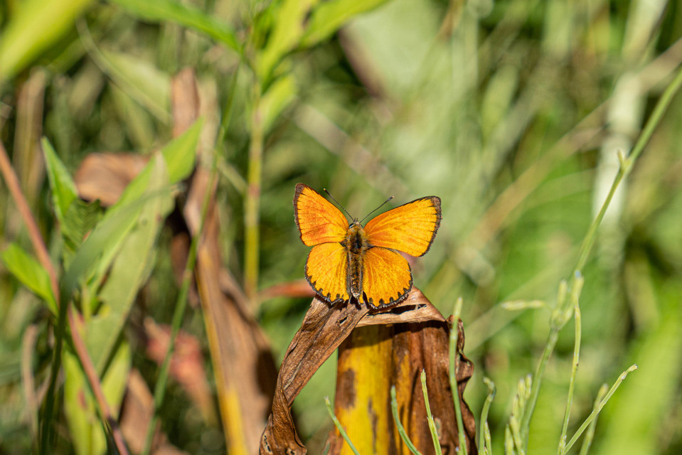 Lycaena virgaureae - arany-tűzlepke