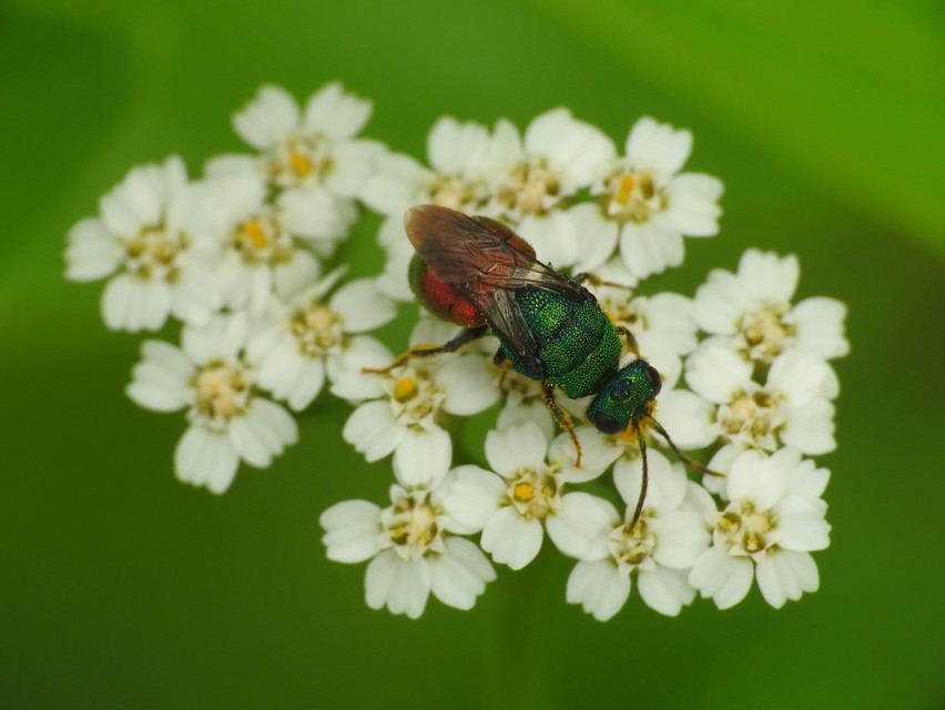 Chrysididae - fémdarazsak