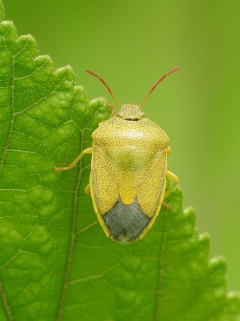 Piezodorus lituratus - bíboros címerespoloska Piezodorus lituratus - bíboros címerespoloska