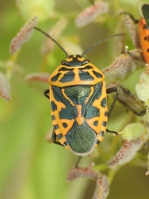 Eurydema