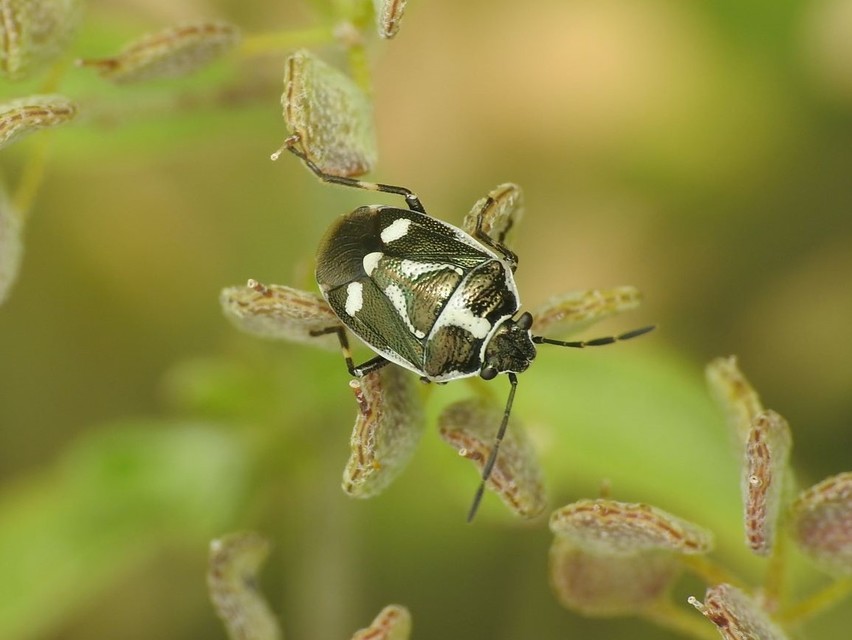 Eurydema oleracea - paréjpoloska Eurydema oleracea - paréjpoloska